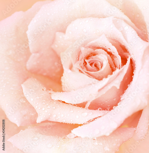 Fototapeta Pink wet rose background
