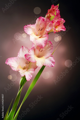 mieczyk-kwiatowy-gladiolus