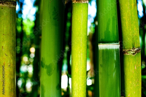  Bambuswald