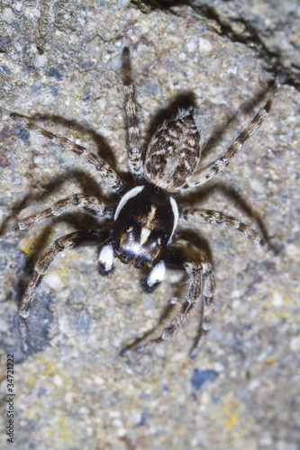 menemerus-semilimbatus