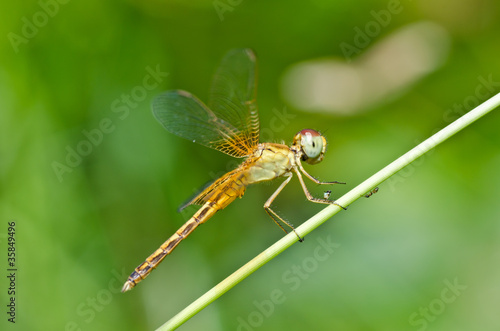 Lacobel dragonfly in garden