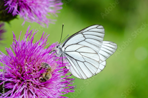 Fototapeta White butterfly on lilac flower