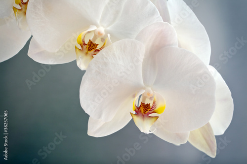 biale-klejnoty-phalaenopsis