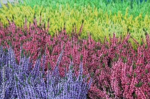 kolorowe-wrzosy-calluna