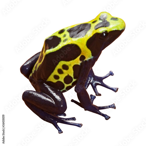 Lacobel poison dart frog