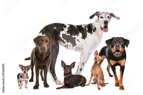 Fototapeta large group of dogs