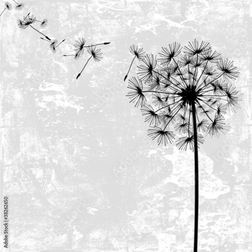Obraz Fotograficzny dandelion with seeds in the wind