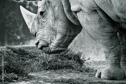 Obraz Fotograficzny White rhino