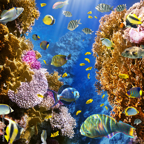Fototapeta Coral colony and coral fish