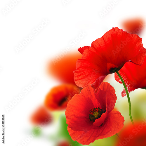 Lacobel poppies white background, red flowers, frame