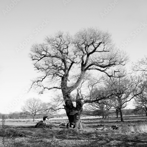 czarno-biale-drzewo