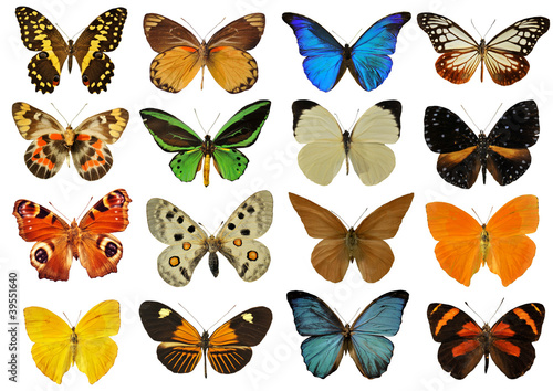  planche de papillons