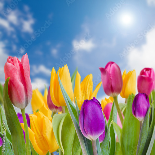 wiosenny-ogrod-tulipany-piekne-wiosenne-kwiaty