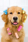 Happy Golden Retriever getting groomed with hair curlers
