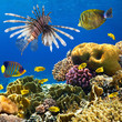 Coral colony and coral fish 