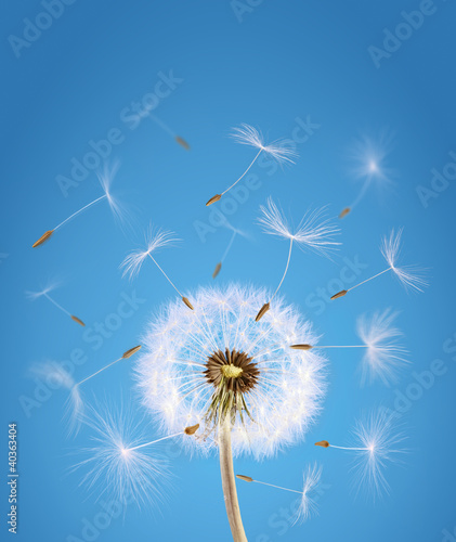 Fototapeta Overblown dandelion with seeds flying away with the wind
