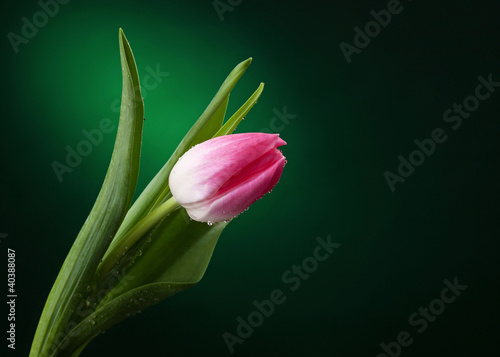 tulipan-z-kropli-wody-na-ciemnozielonym-tle