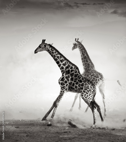 Fototapeta Giraffes fleeing