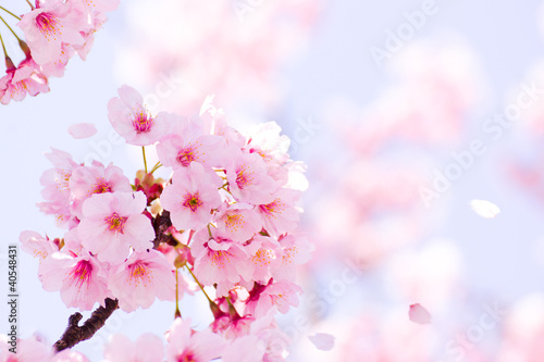 sakura-w-pelnym-rozkwicie