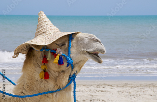 Lacobel Kamel mit Hut