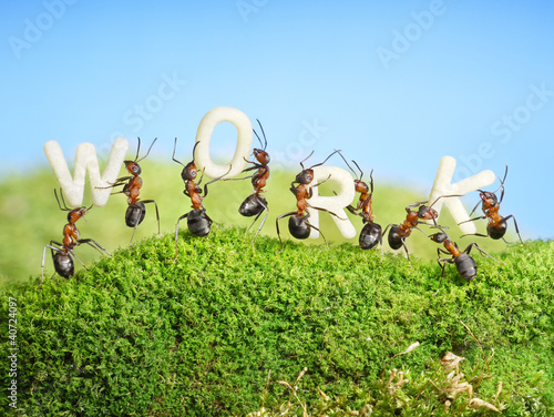 Fototapeta team of ants constructing word work, teamwork