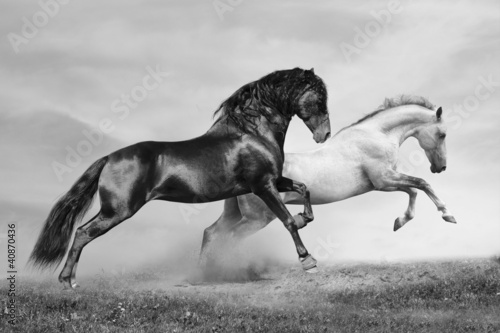 Fototapeta horses run