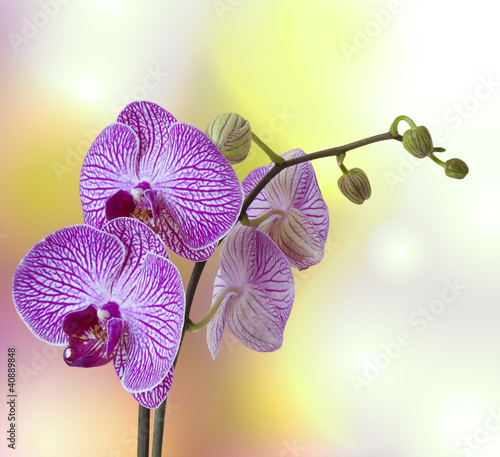 purpurowa-i-biala-orchidea-z-kwiatami-i-pakami