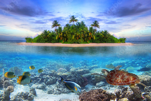 Fototapeta Marine life at tropical island of Maldives