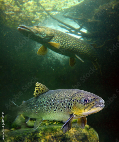 Fototapeta The brown trout (Salmo trutta) and a big pike (Esox lucius).
