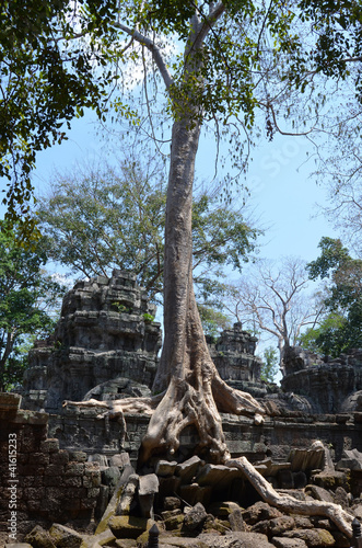korzenie-najezdzajace-swiatynie-ta-prohm-angkor-kambodza