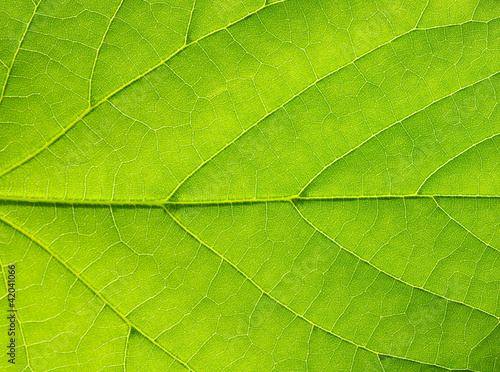 lisc-w-ujeciu-makro