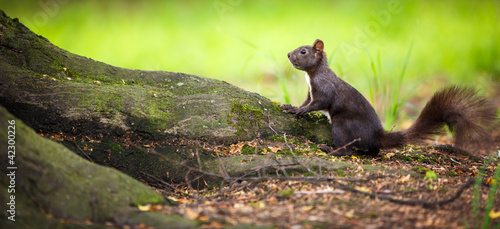 zblizenie-czerwona-wiewiorka-sciurus-vulgaris