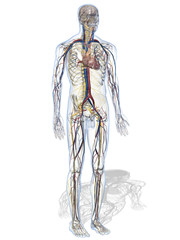 Anatomisches Modell eines Menschen