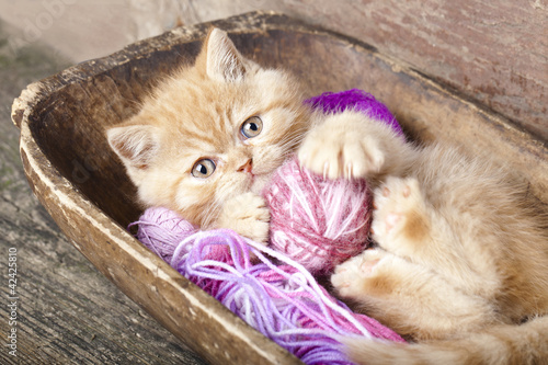 Fototapeta Exotic kitten playing with a ball of wool