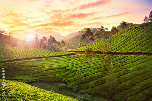 plantacja-herbaty-w-munnar