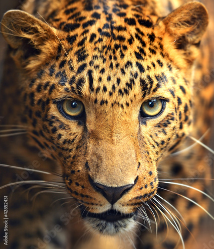 Fototapeta Leopard portrait