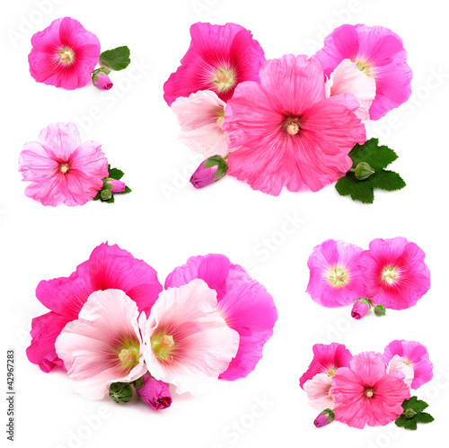  Beautiful decorating hollyhock flowers /Althaea officinalis/