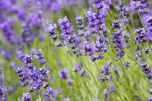 Fototapeta lavender flowers