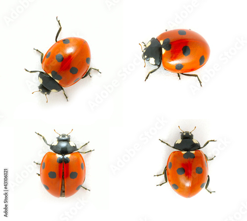 Lacobel red ladybug