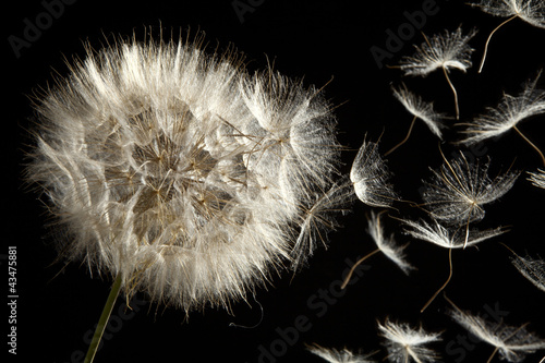 Fototapeta Dandelion Loosing Seeds in the Wind
