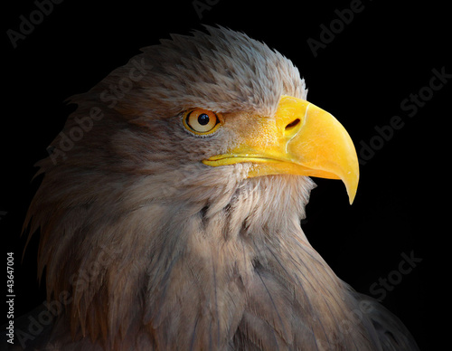  The Eagle head - Haliaeetus albicilla .