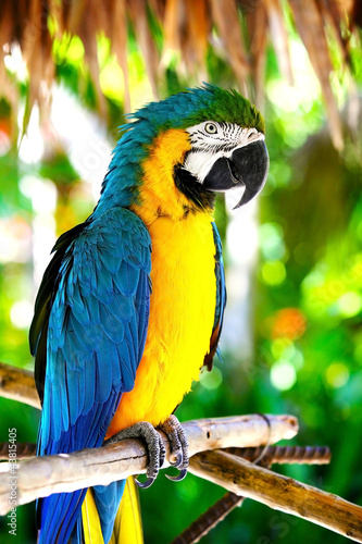 Lacobel parrot