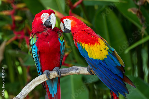  Couple of Green-Winged and Scarlet macaws in nature surrounding
