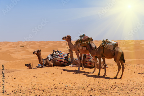 Fototapeta Kamele in der Sahara