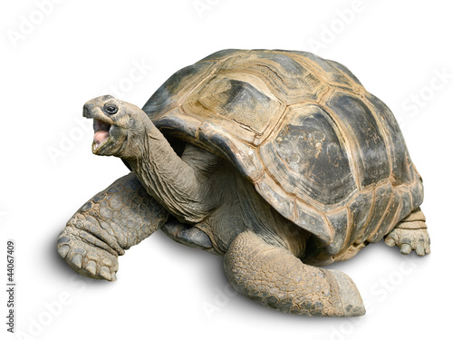 Fototapeta Tierportrait einer Riesenschildkröte