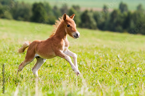 mini horse Falabella