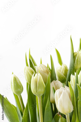 ladne-tulipany