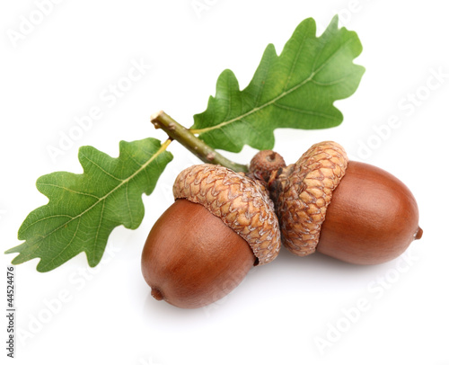Dried acorns with leaves © Dionisvera