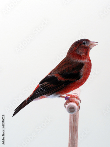 Organetto diatonico del maestro novellari t -