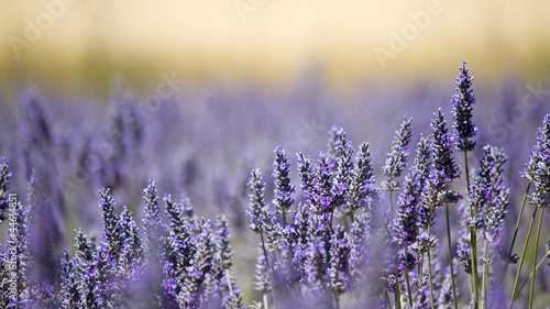 Lacobel Lavender flower field. Close up. France.